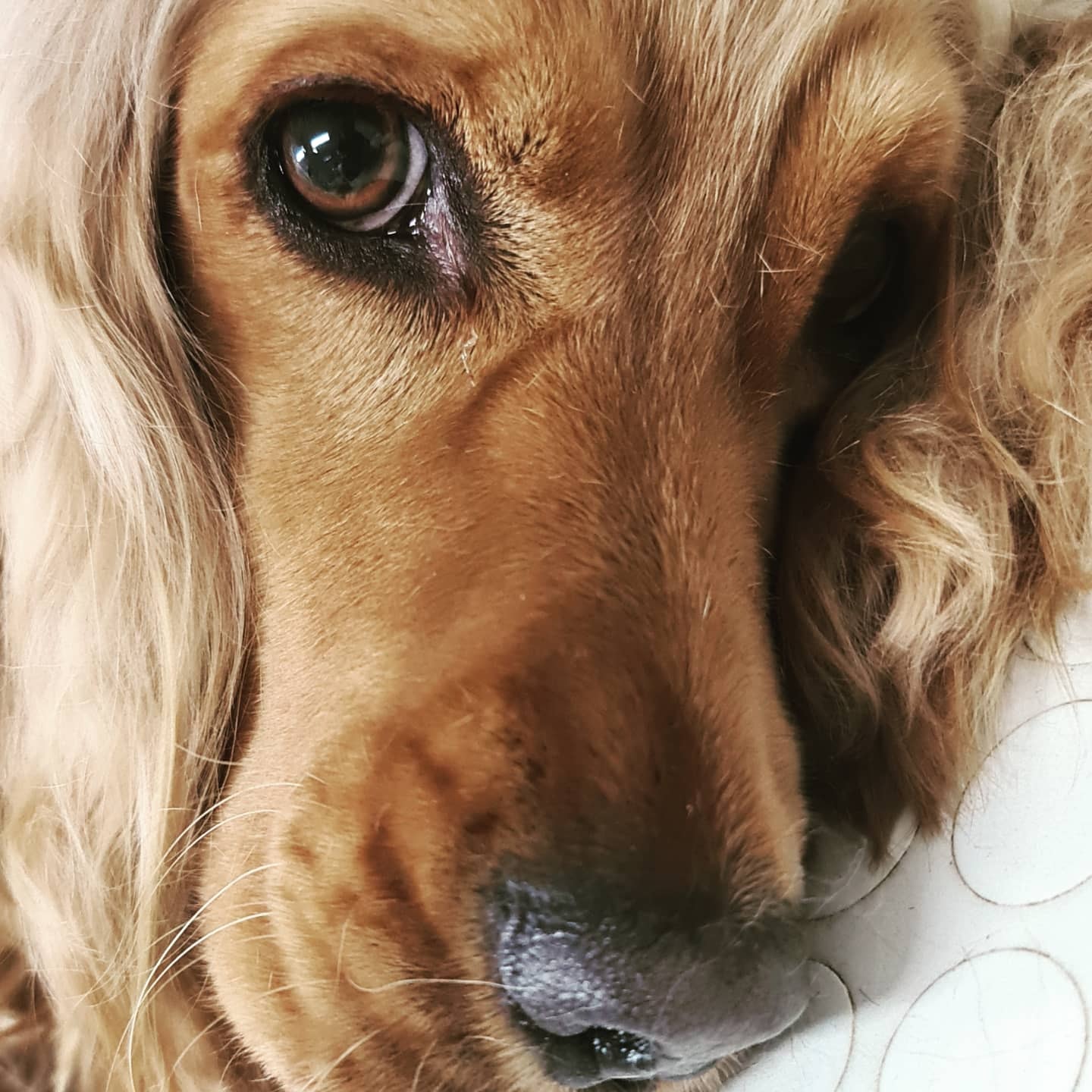 SOPHIA cocker toelettatura