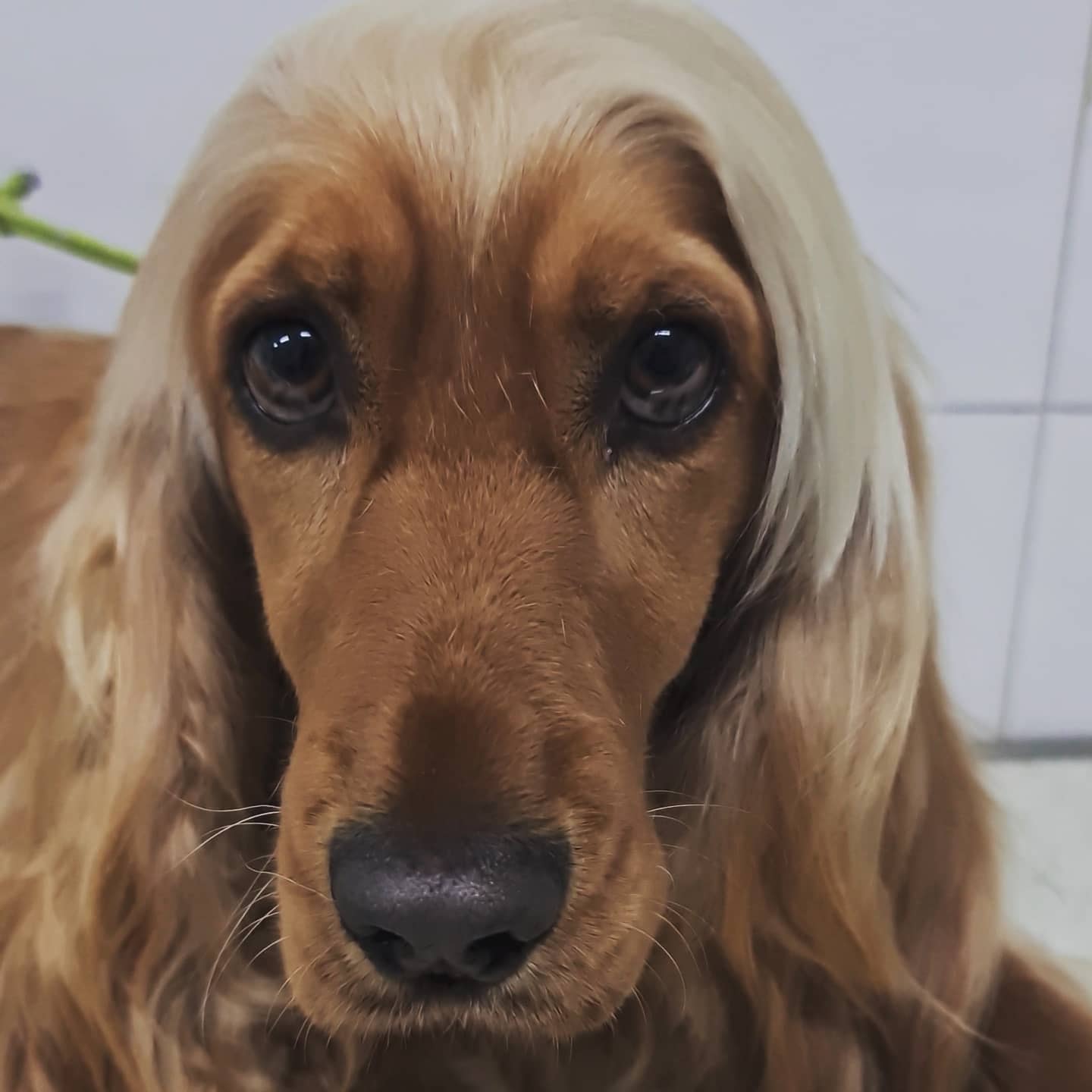 SOPHIA cocker toelettatura