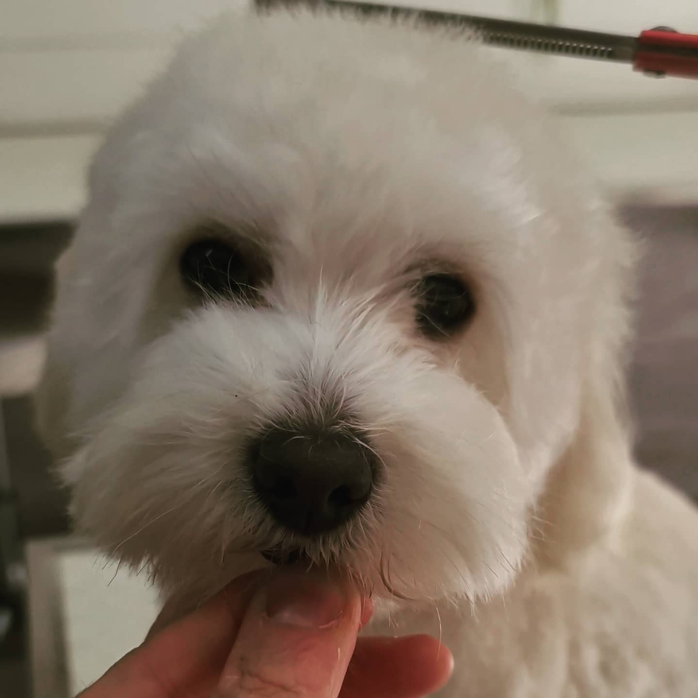 SOLE maltipoo taglio toelettatura