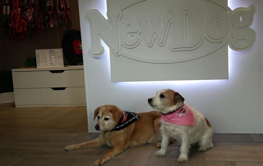 Bandane Harley Davidson