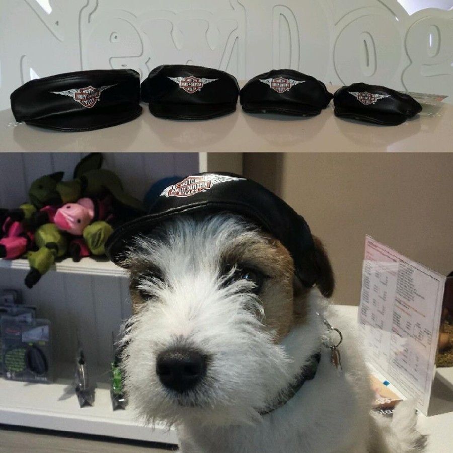 Harley Davidson Pet Cap