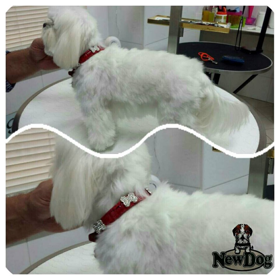 Collare con Swarovski