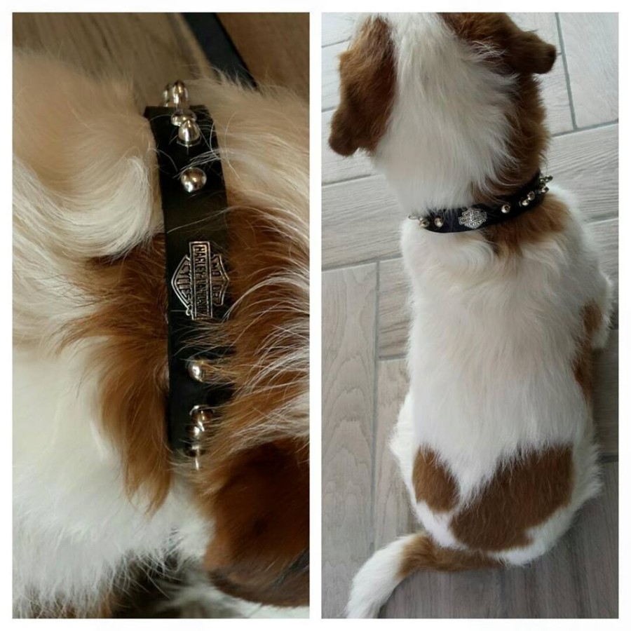 Collare Borchiato Harley Davidson