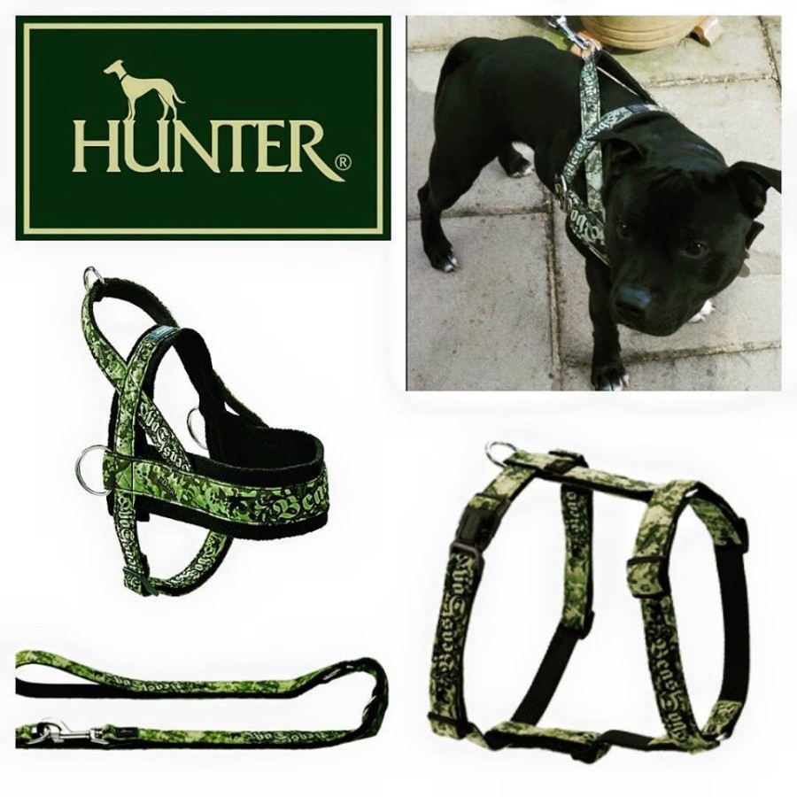 Pettorina ad H e Norvegese Hunter