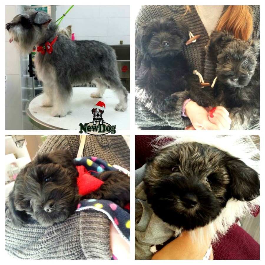 Disponibili Cuccioli di Schnauzer Nano