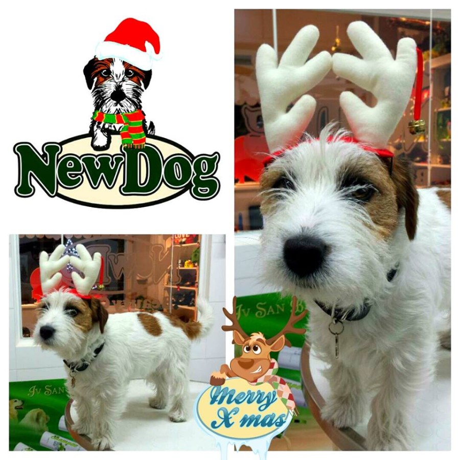 Corna di Renna per Cane