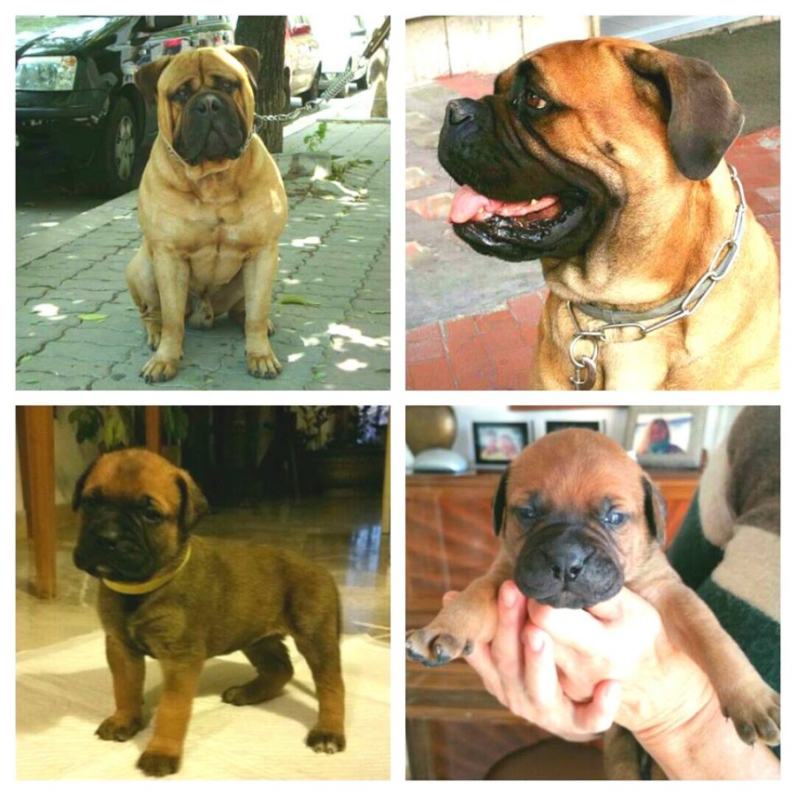 Mamiya & Golia cuccioli disponibili