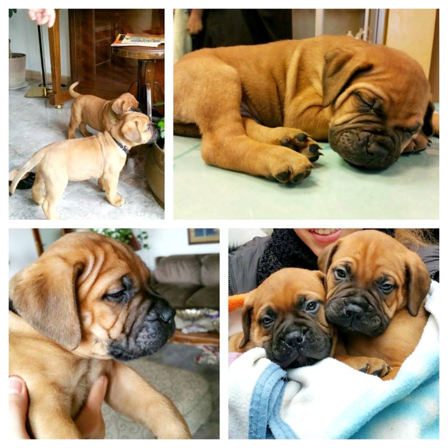 Cuccioli di Bull Mastiff