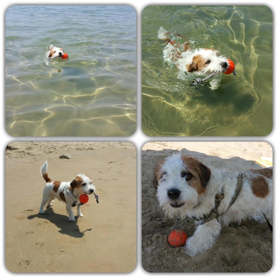 New alle prese con la sua pallina LIKER con corda