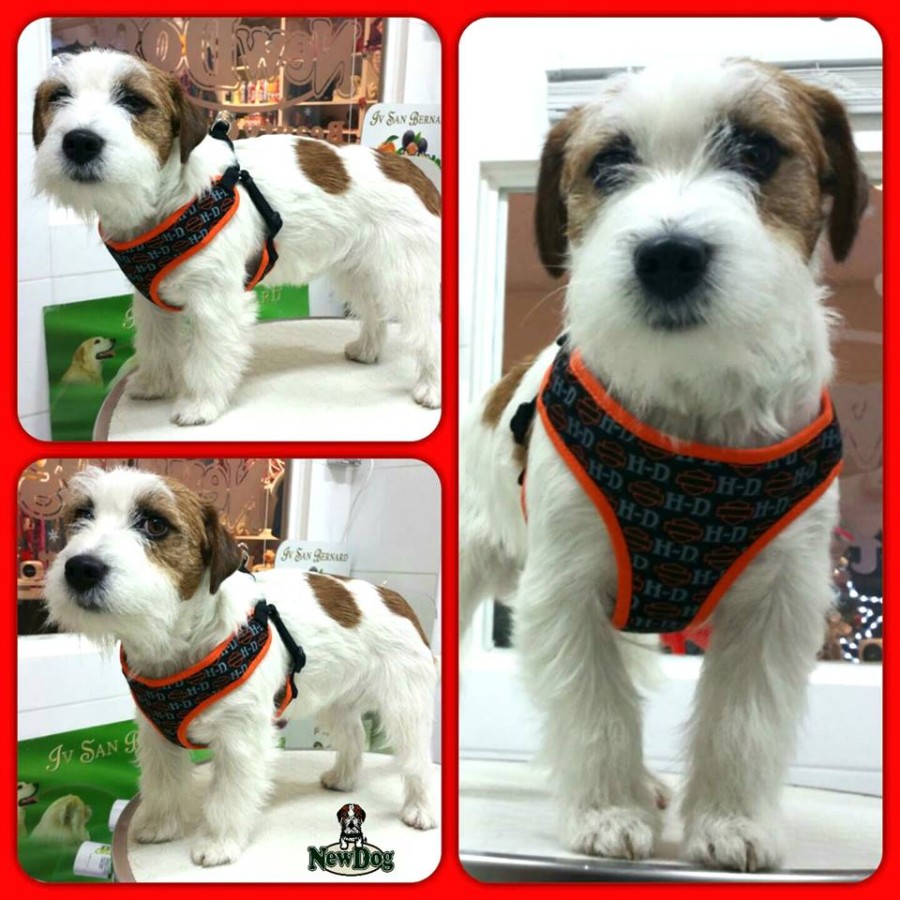 Pettorina Soft Harley Davidson