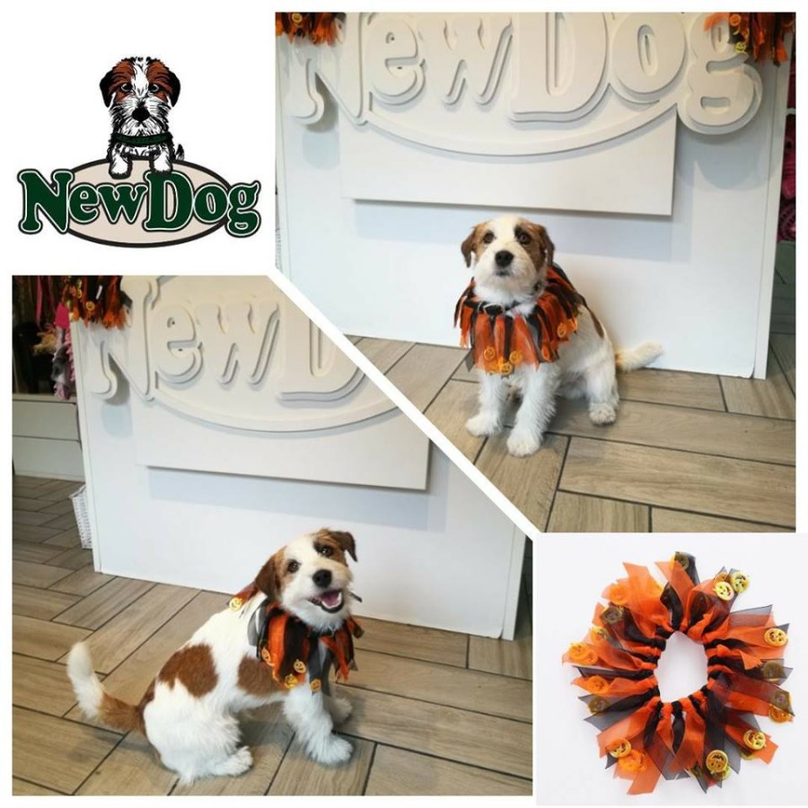 Collare di Halloween