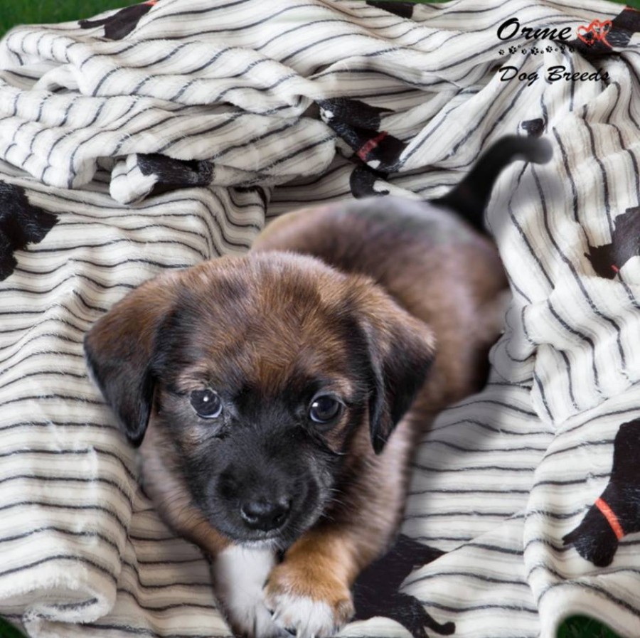 Pile per Cane e Gatto