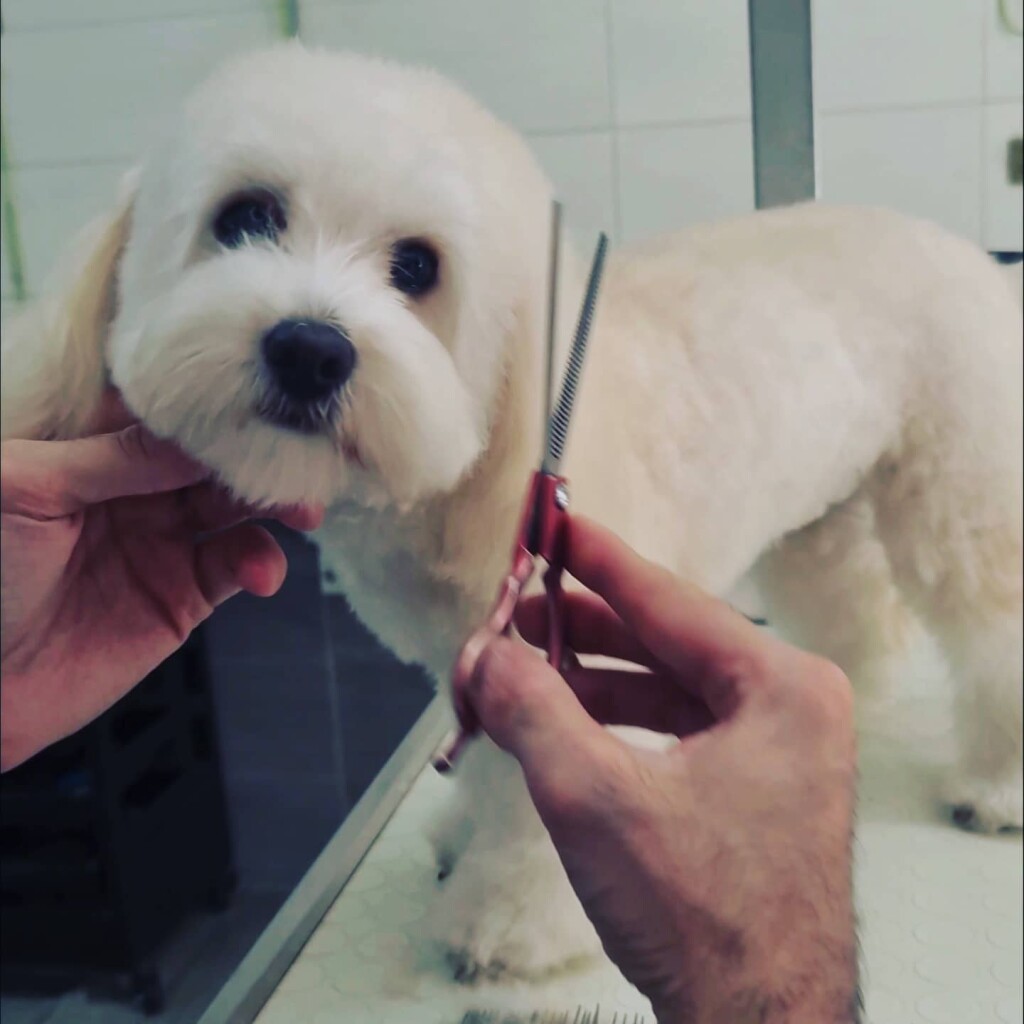 SOLE maltipoo taglio toelettatura