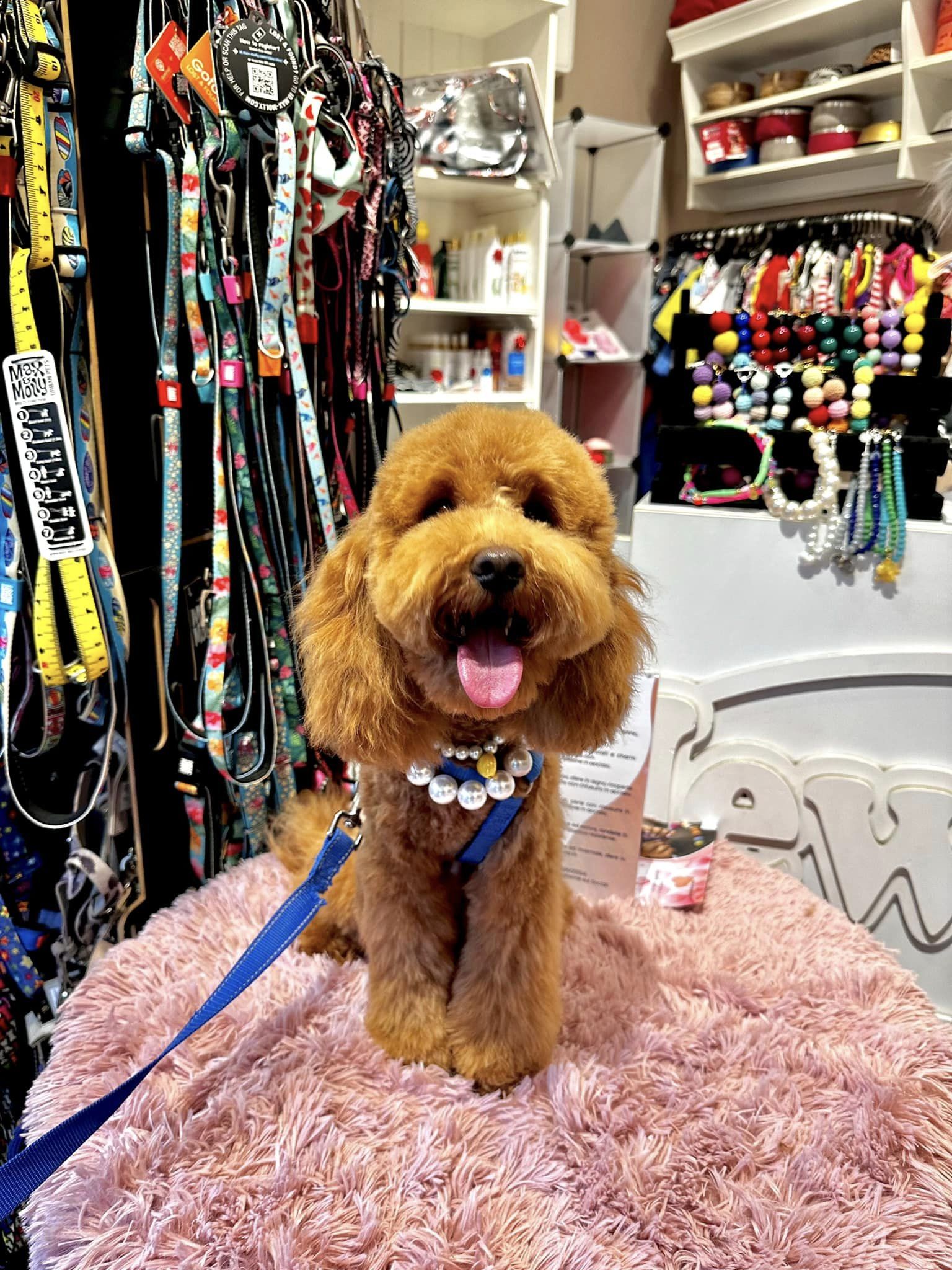 CAMILLO il Barboncino