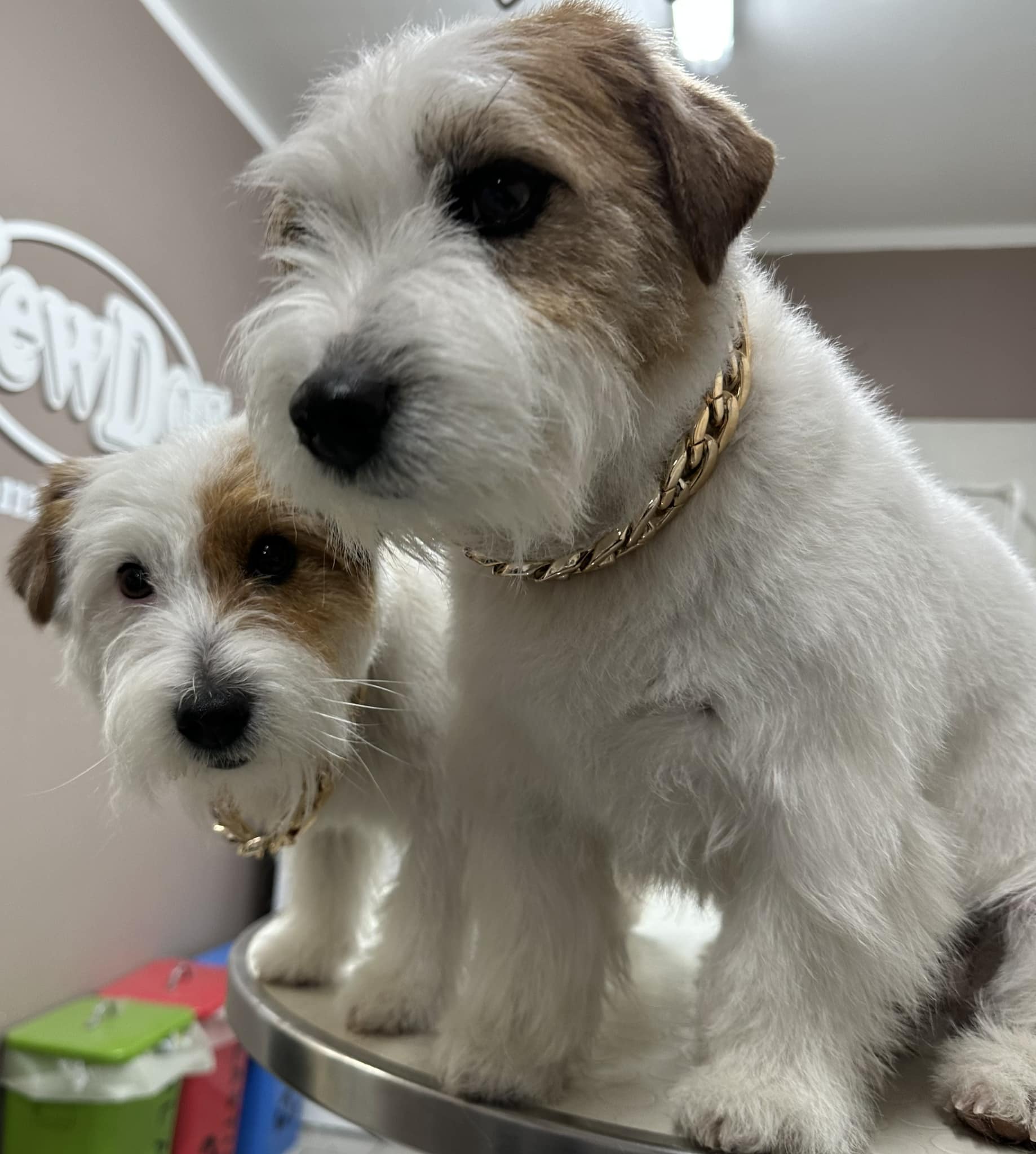 NEW & WEN i Jack Russell Terrier