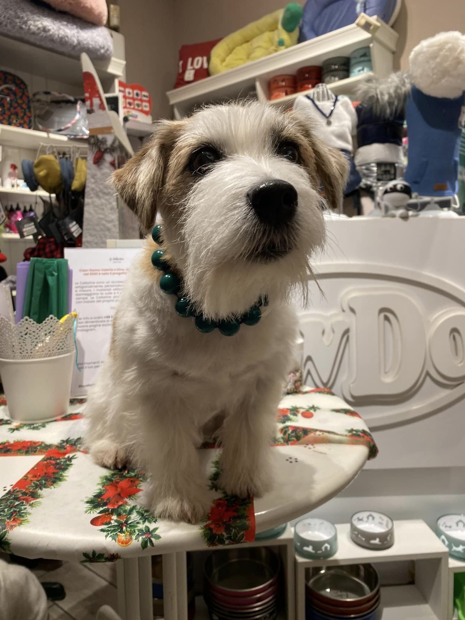 NEW il Jack Russell Terrier