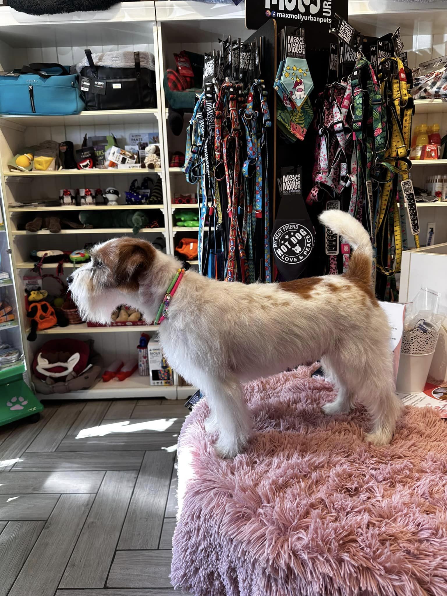 OMERO il Jack Russell Terrier