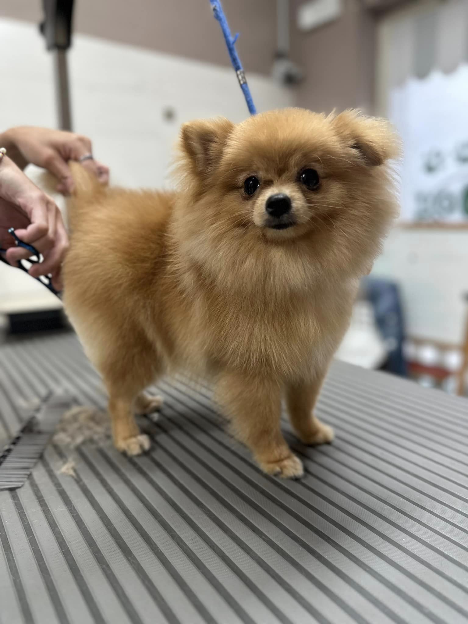 SWUIFFY la Pomerania