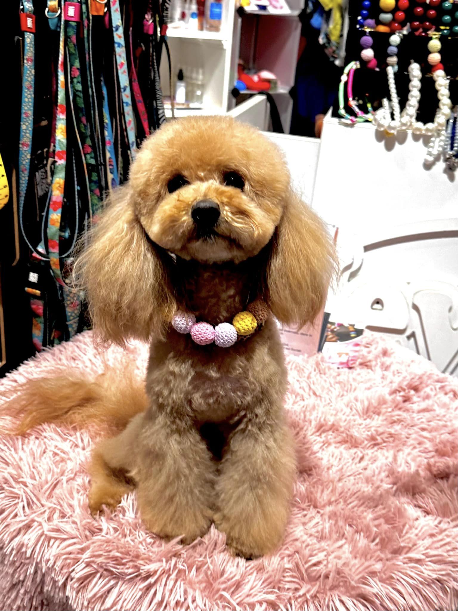 TRILLY la Barboncina