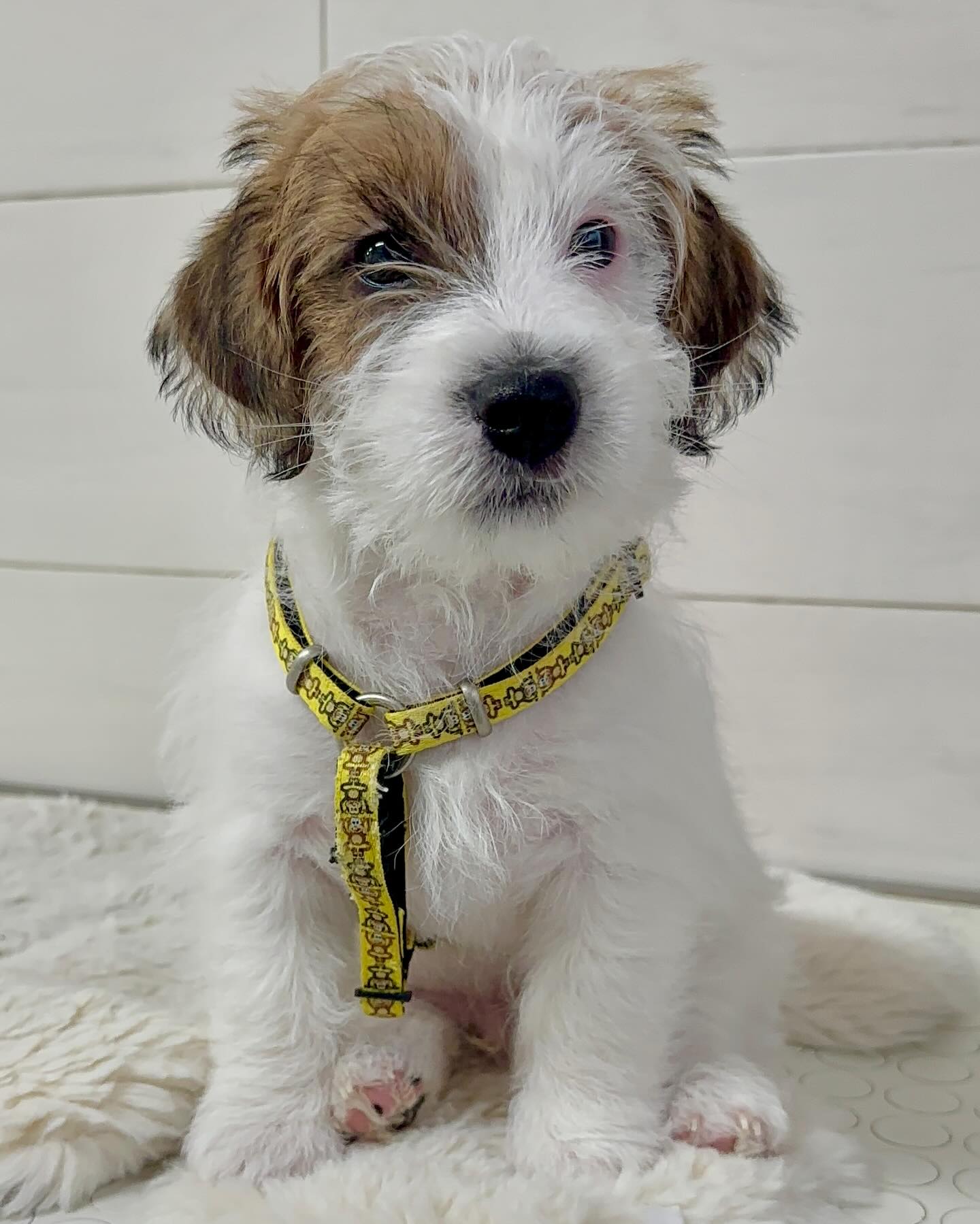Wene cucciolo di Jack Russell Terrier