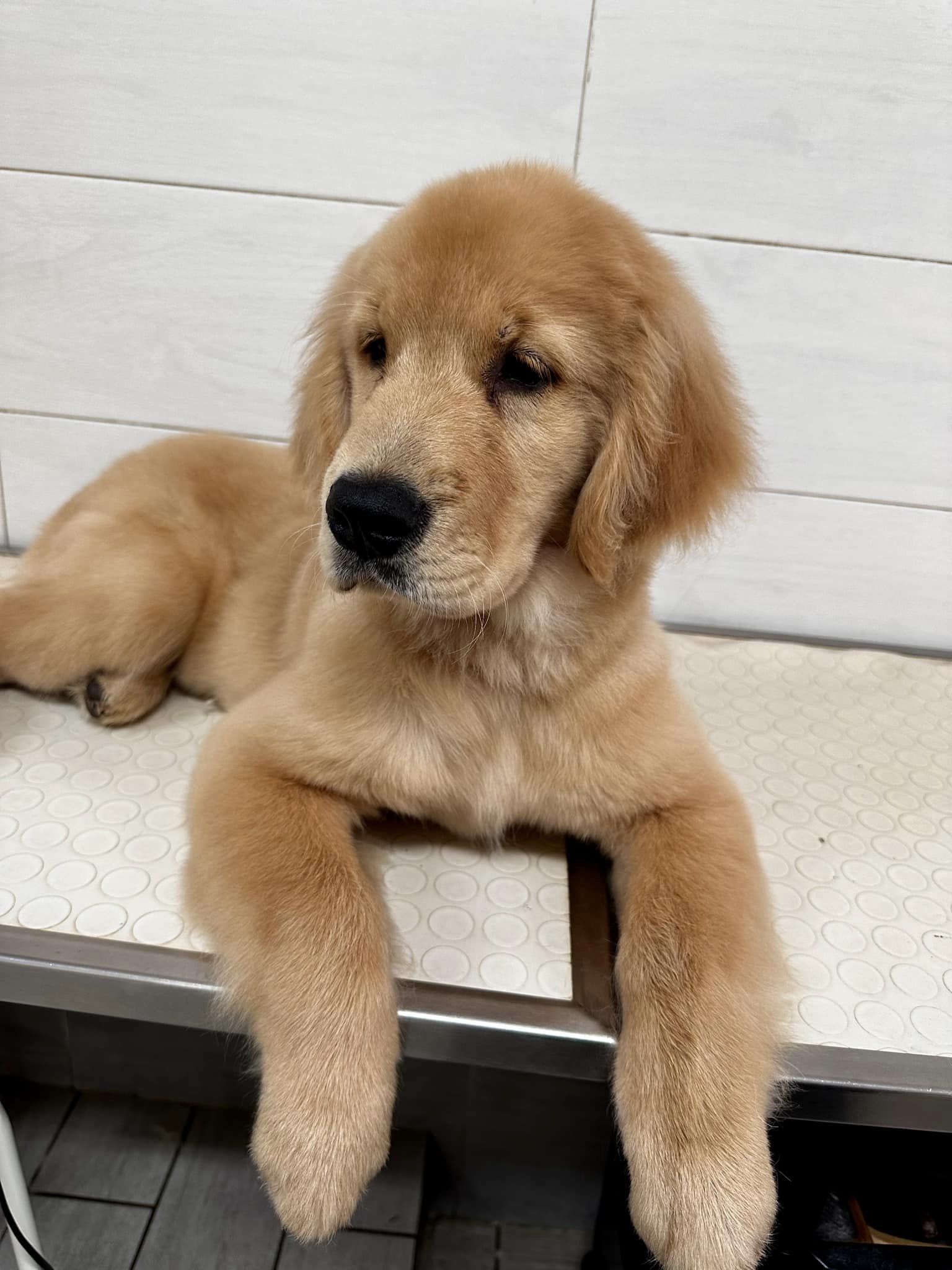 NANA il cucciolo di Labrador