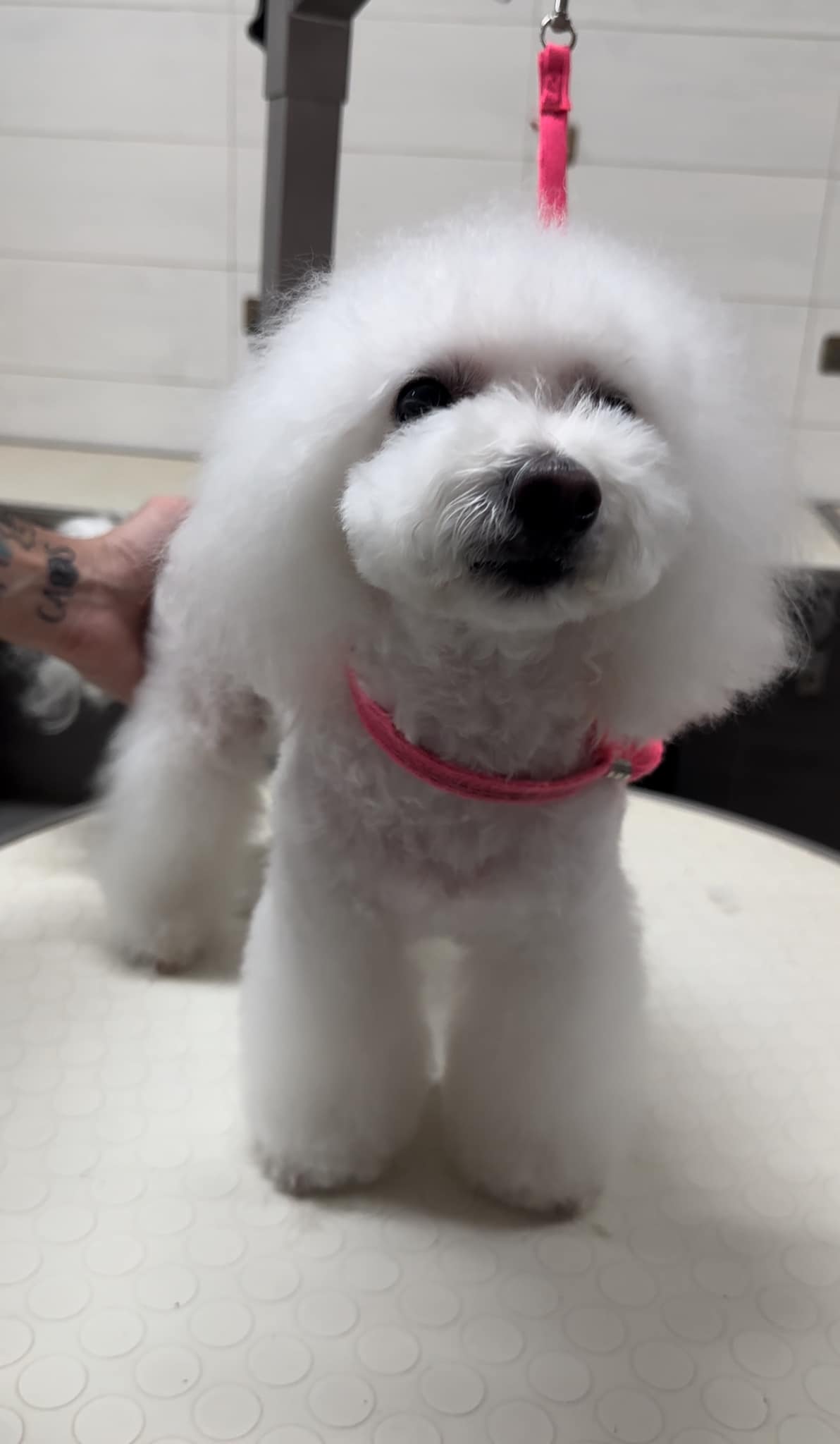 CHERIE la Barboncina