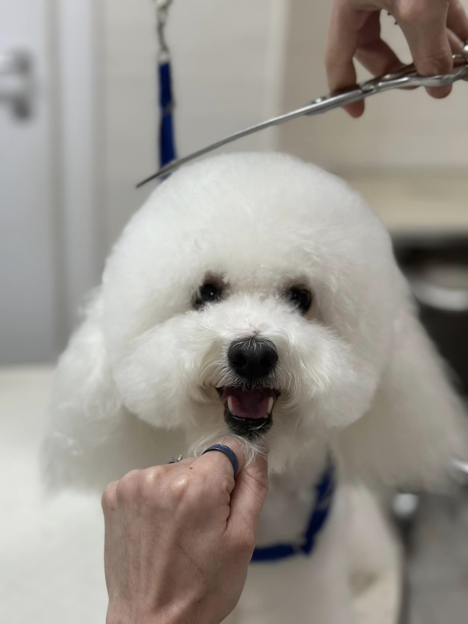 SOPHIE la Barboncina