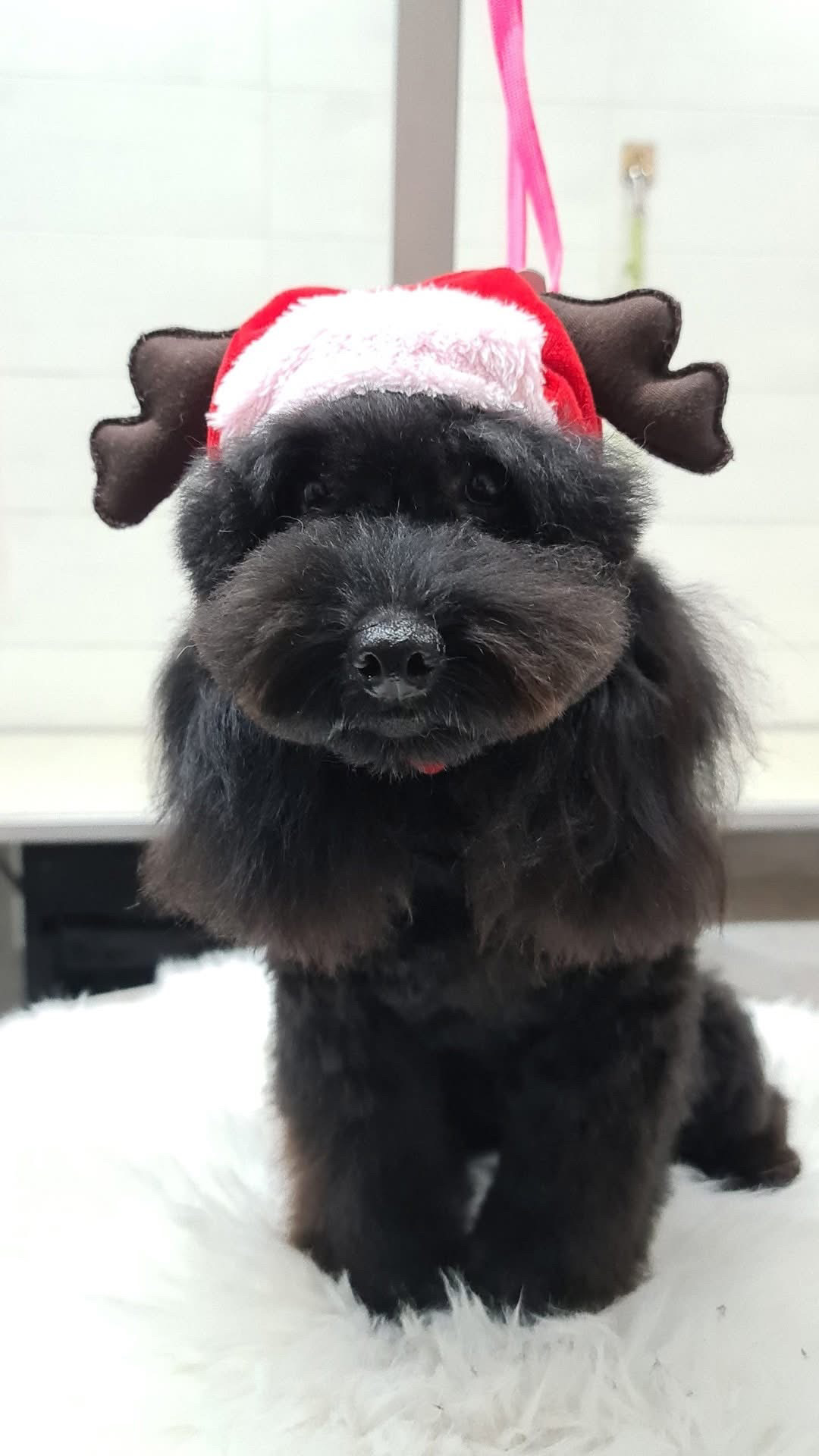 MICKEY il Barboncino