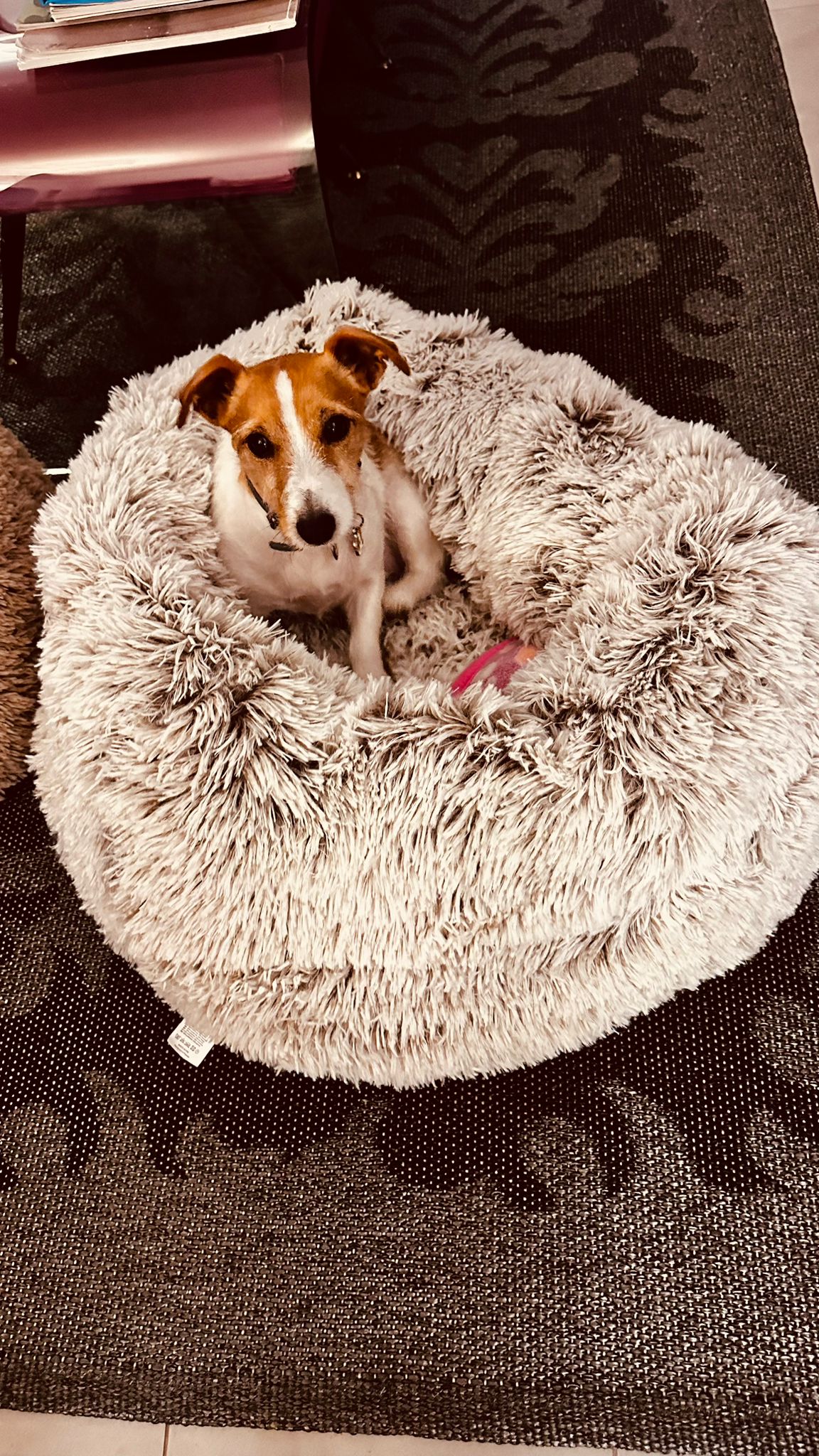 BELLA la Jack Russell Terrier