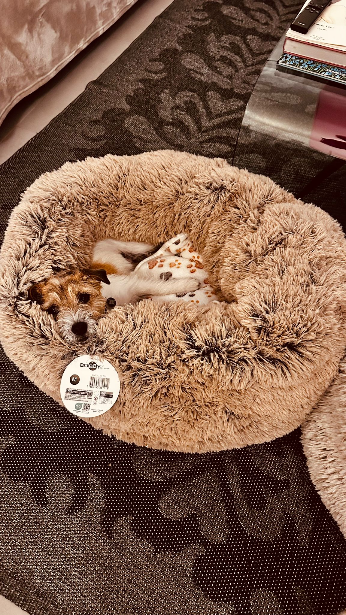 LILLO il Jack Russell Terrier