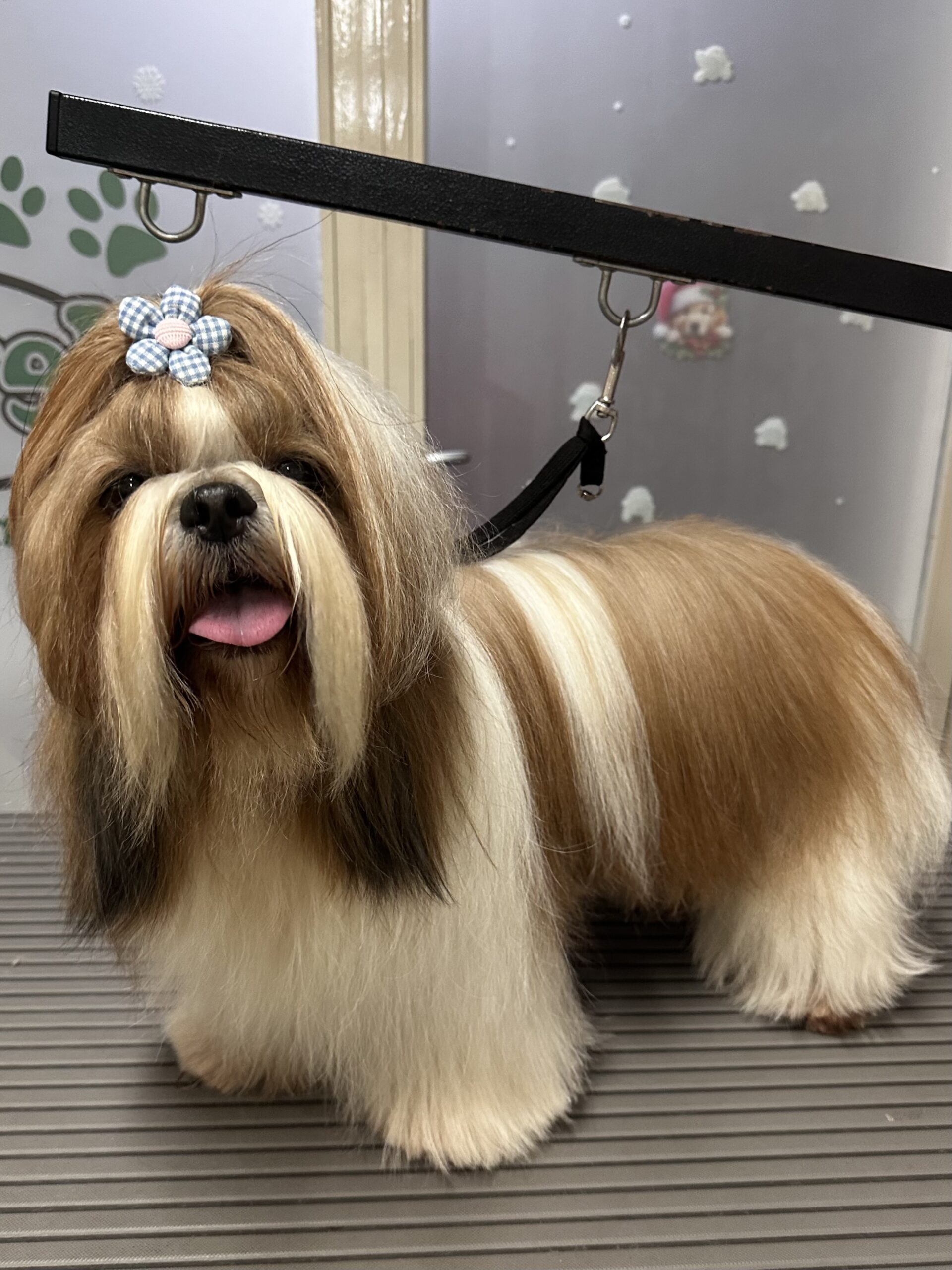 SOLE maltipoo taglio toelettatura