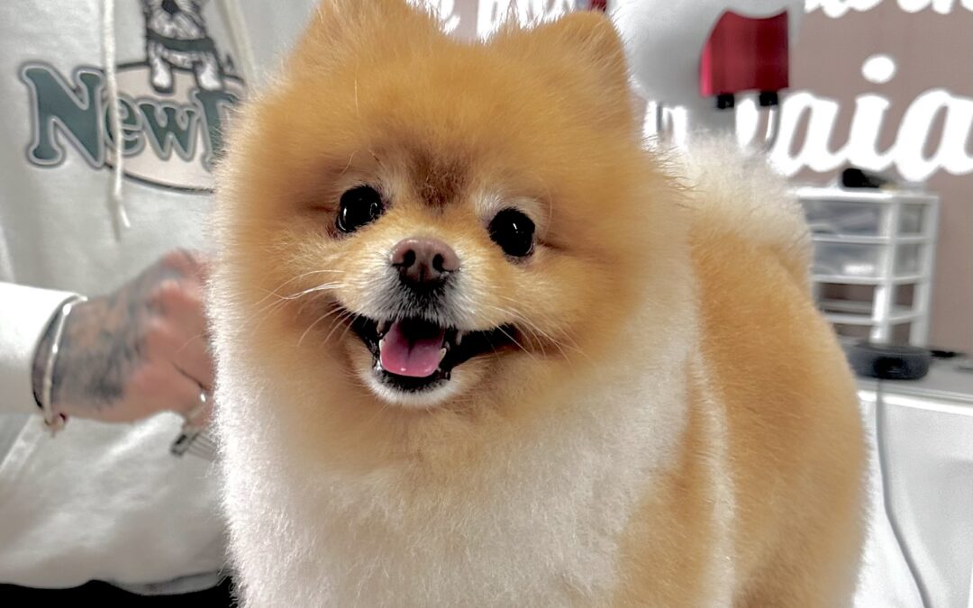 TEDDY il Pomerania