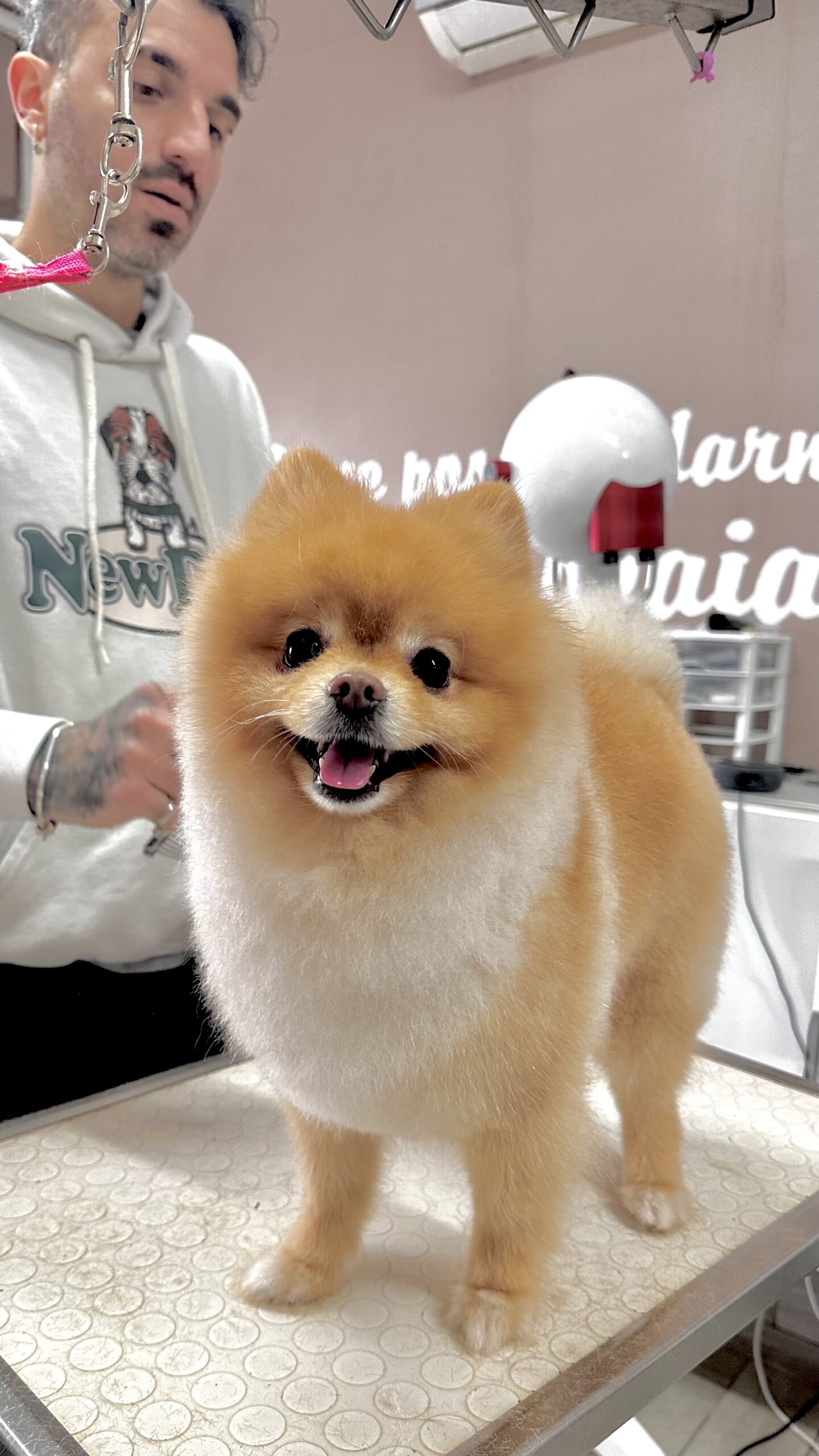 TEDDY il Pomerania