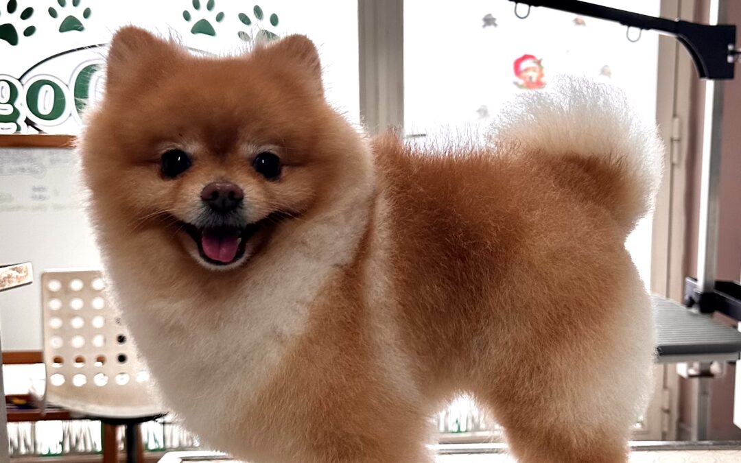 TEDDY il Pomerania