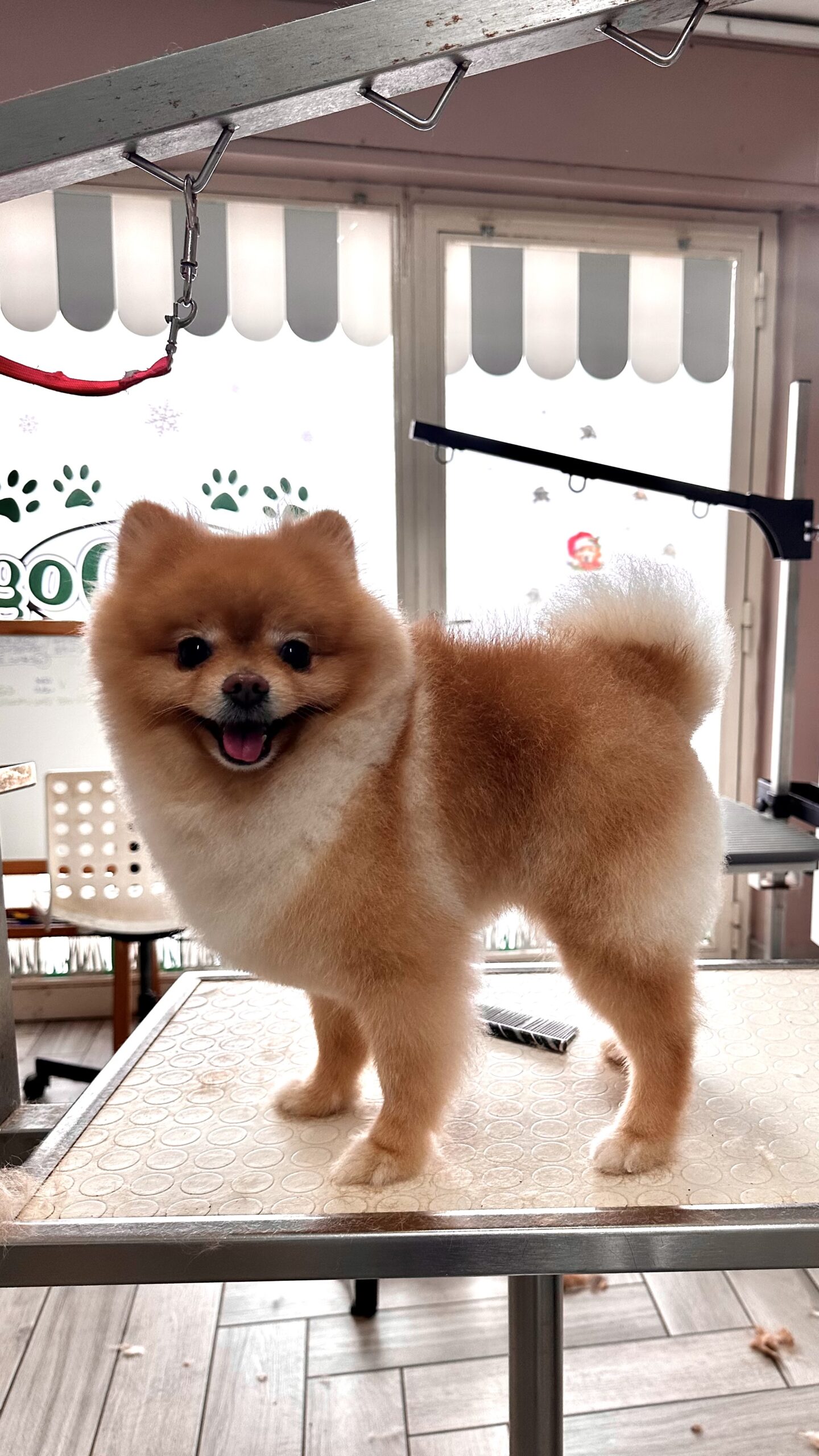 TEDDY il Pomerania