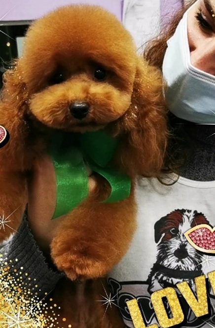 corsi toelettatura newdog