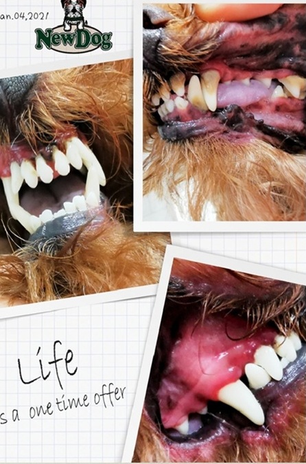 smacchiamento denti newdog